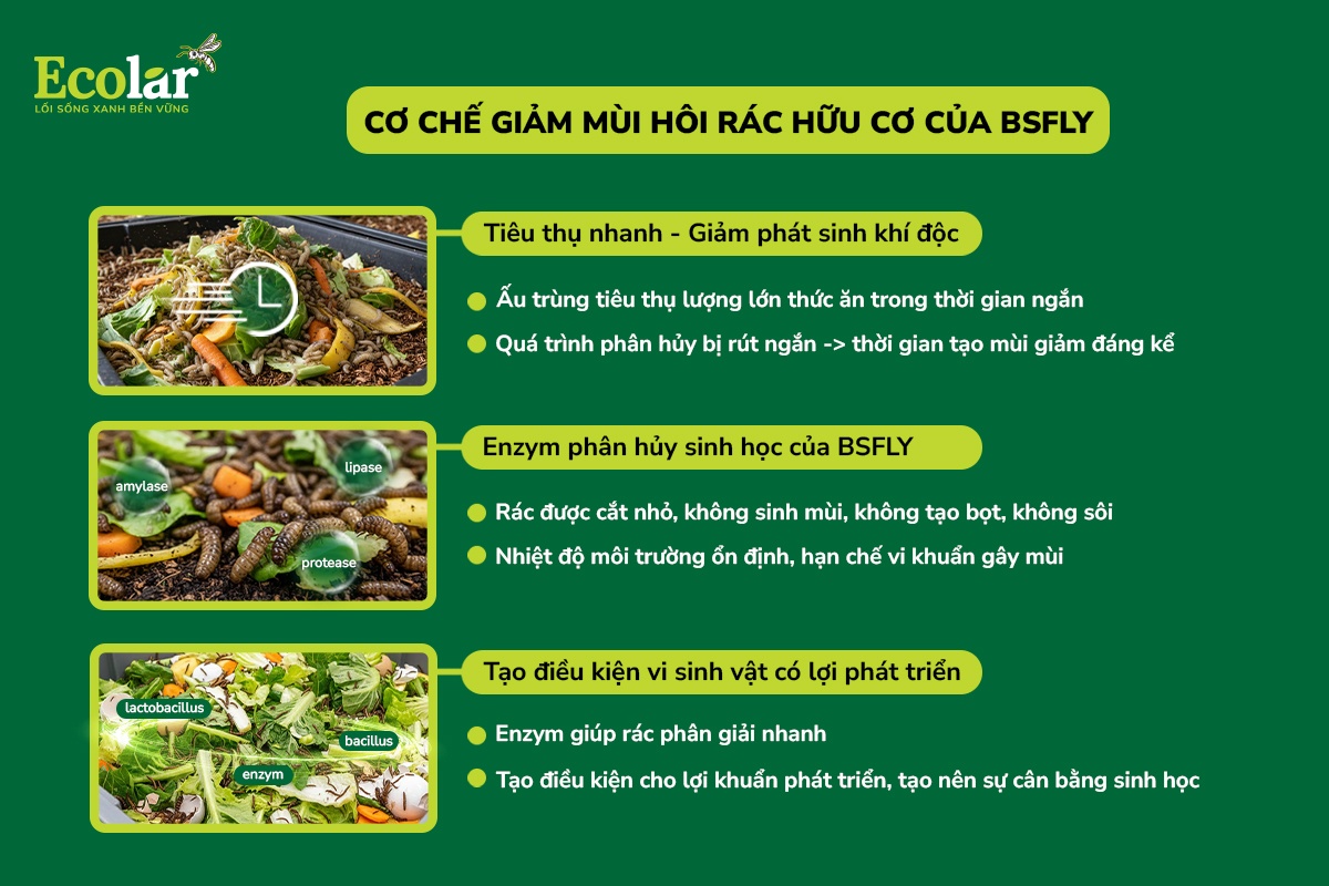 cơ chế giảm mùi hôi rác của bsfly