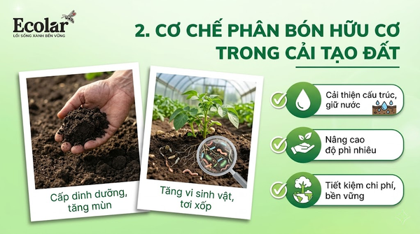 Cơ Chế Phân Bón Hữu Cơ Trong Cải Tạo Đất