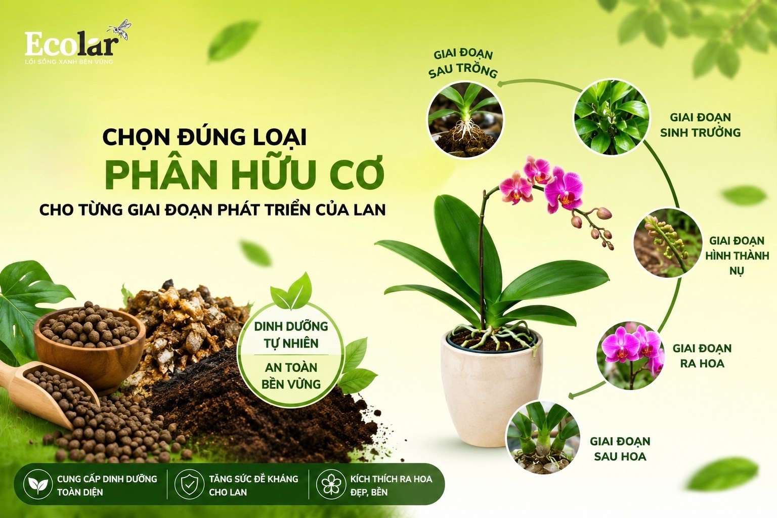 Chọn Đúng Loại Phân Hữu Cơ Cho Từng Giai Đoạn Phát Triển Của Lan