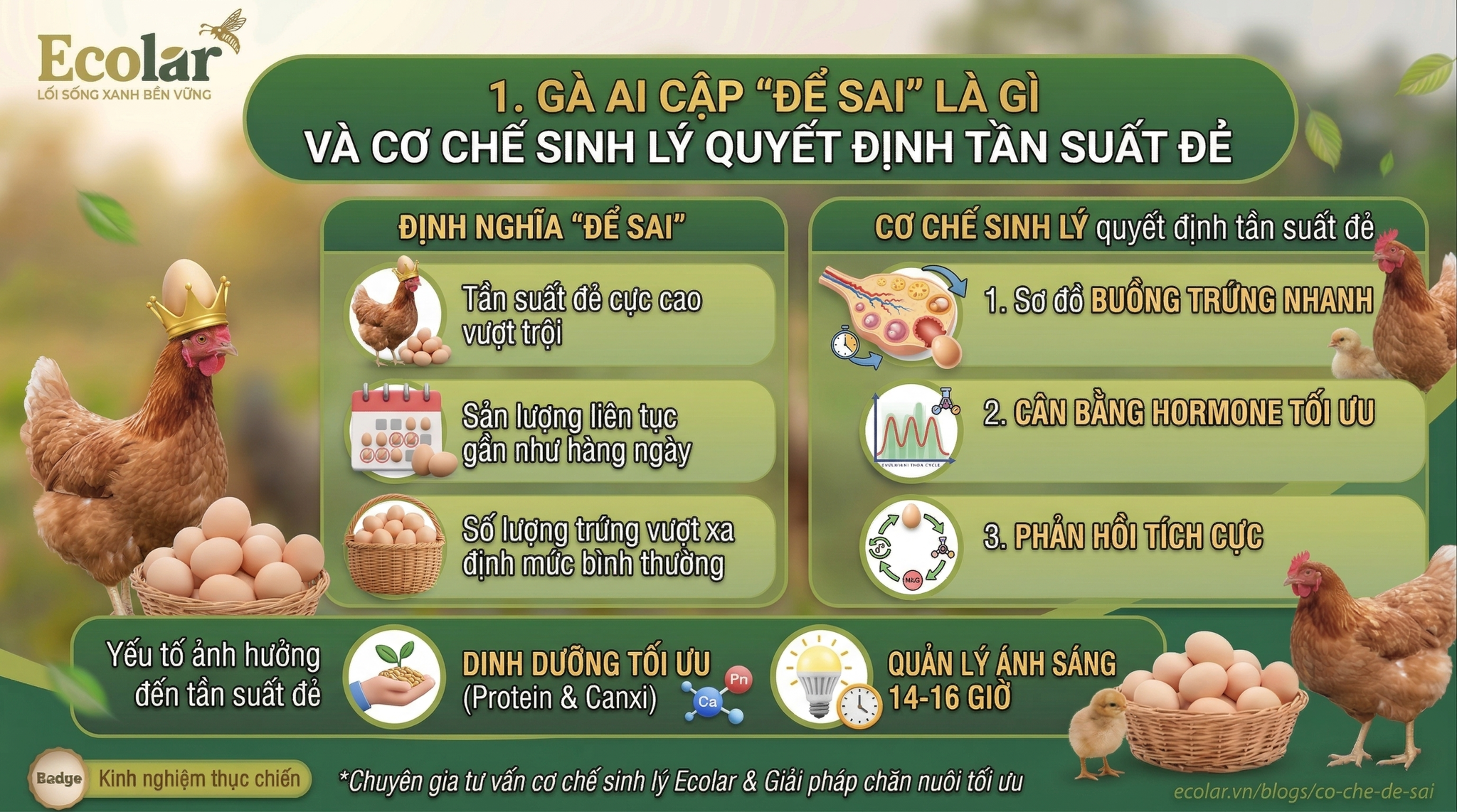 Gà Ai Cập 'đẻ sai' là gì và cơ chế sinh lý quyết định tần suất đẻ