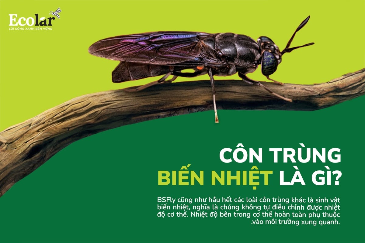 con-trung-bien-nhiet-nghia-la-gi