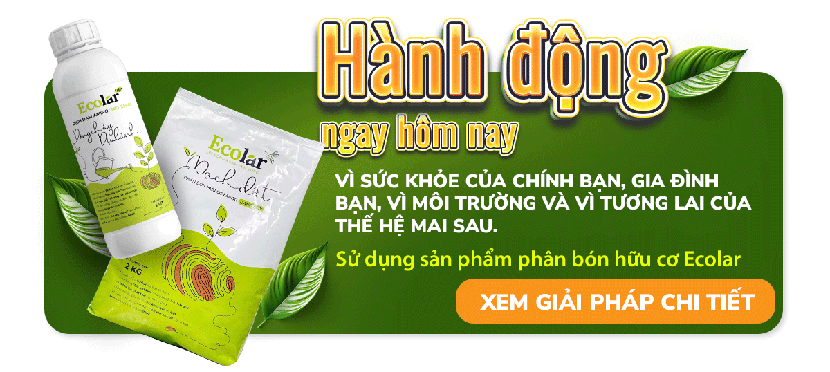 Loại Phân Hữu Cơ Nào Tốt Cho Rau Sạch? So Sánh Nhanh Để Chọn Đúng