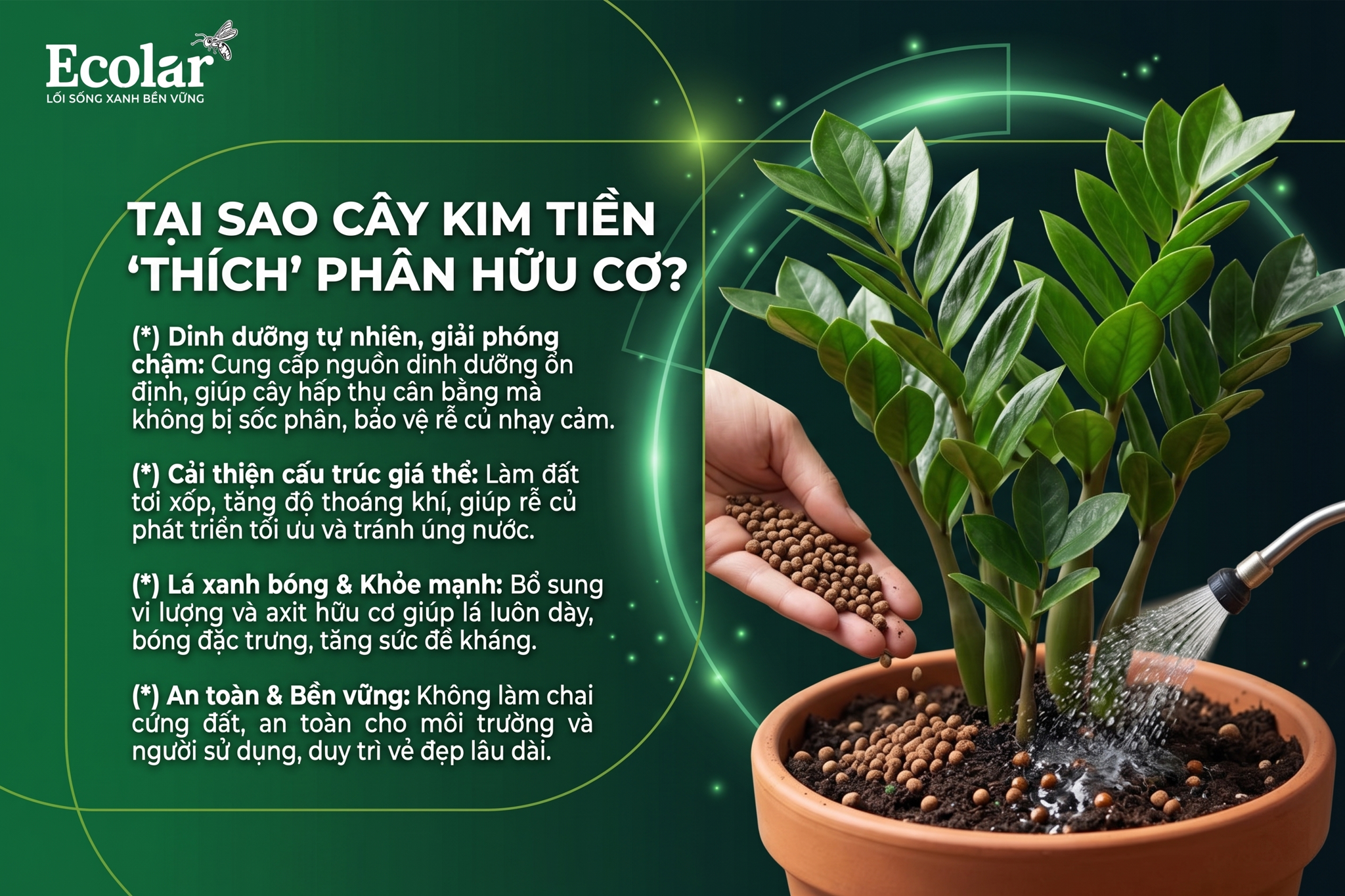 Tại Sao Cây Kim Tiền Của Bạn Lại 'Thích' Phân Bón Hữu Cơ Hơn?