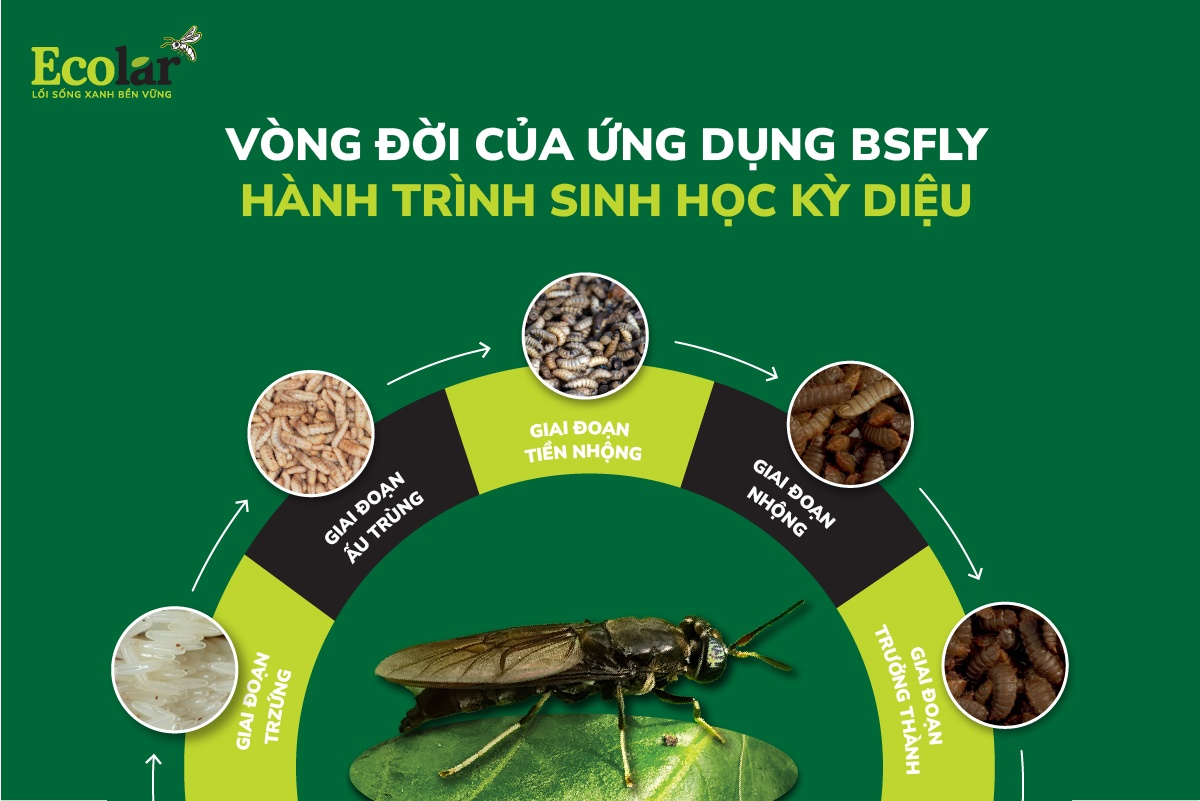 vong-doi-va-ung-dung-cua-bsfly-hanh-trinh-sinh-hoc-ky-dieu