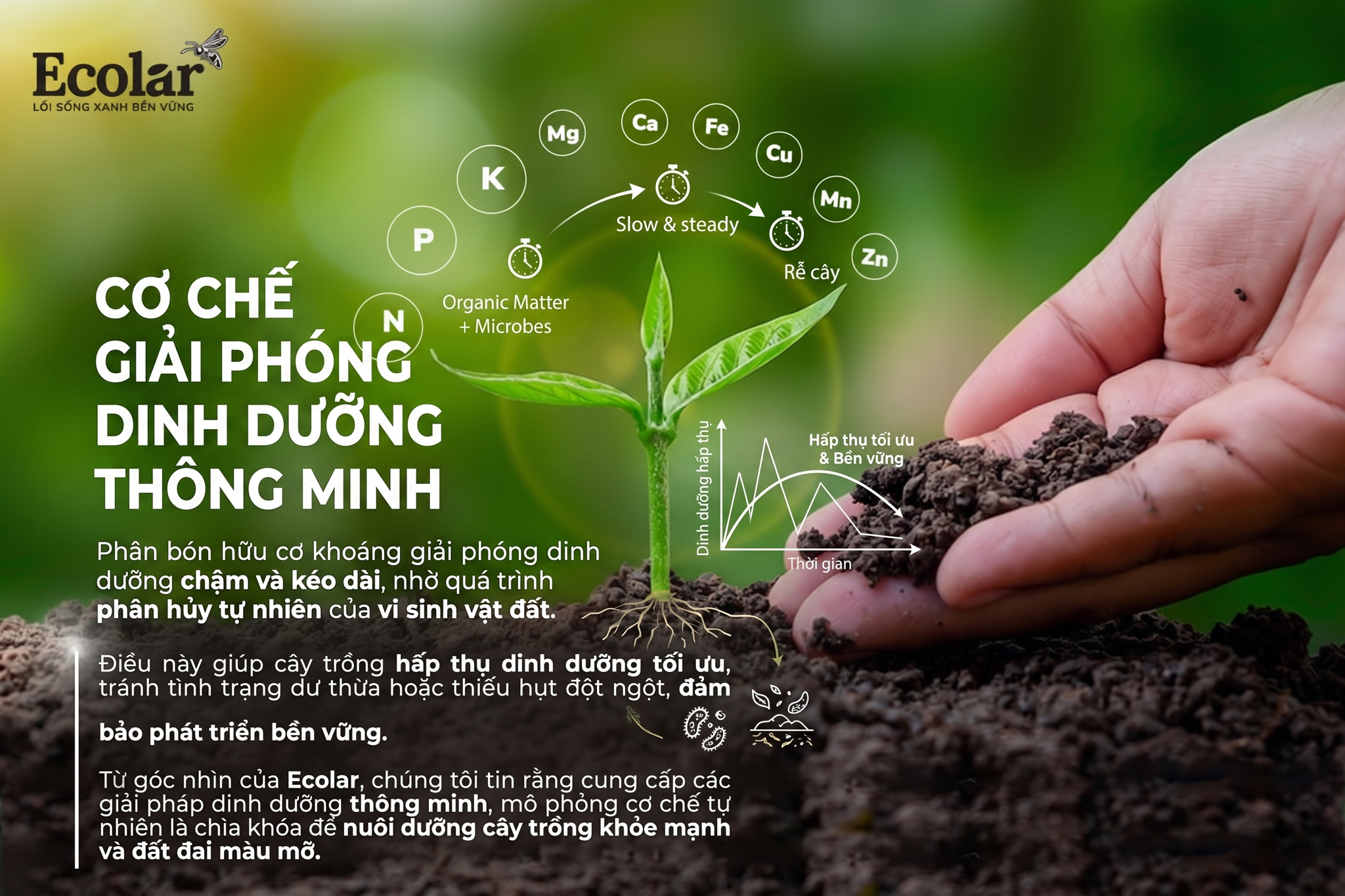 Khả năng cung cấp dinh dưỡng & cơ chế giải phóng