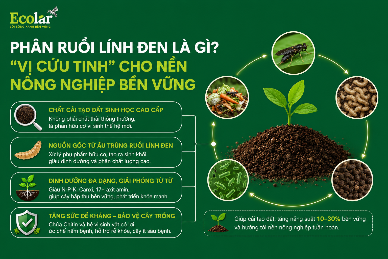 Phân Ruồi Lính Đen Là Gì? 