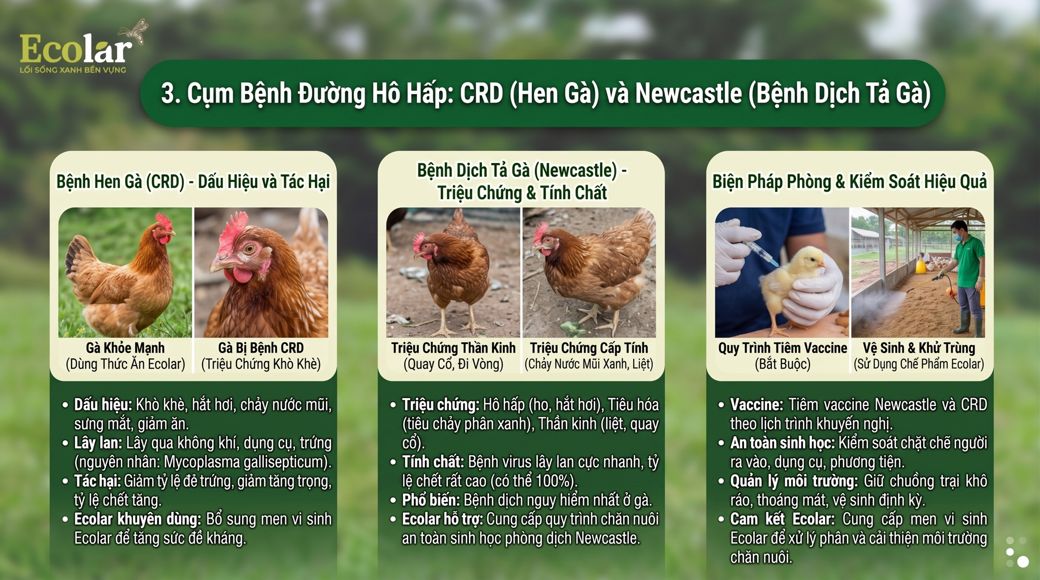 CRD (Hen Gà) và Newcastle (Bệnh Dịch Tả Gà)