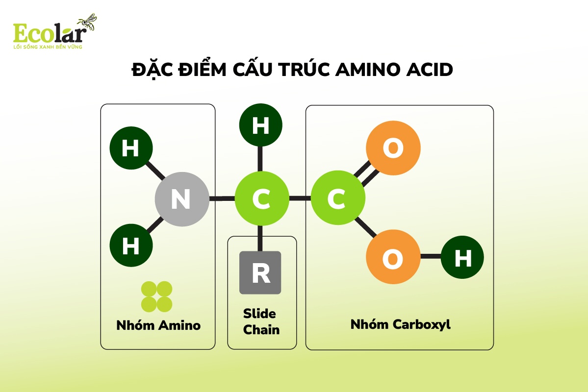 Đặc điểm cấu trúc của Amino acid