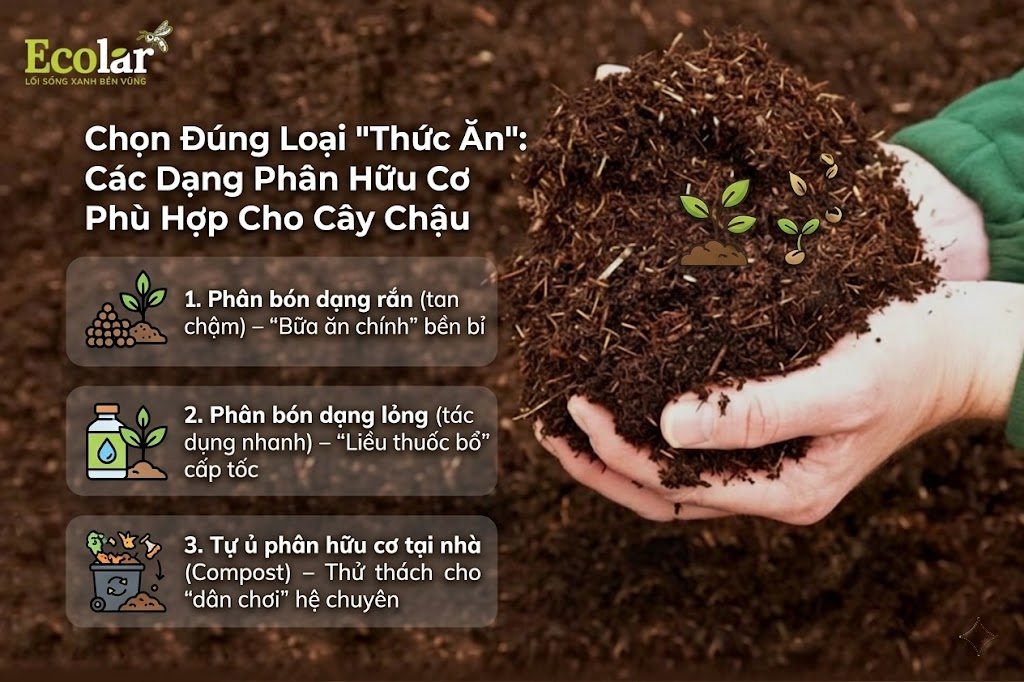 Chọn Đúng Loại 