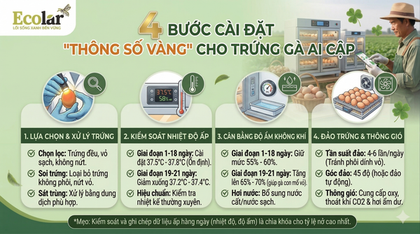Cài Đặt 'Thông Số Vàng' Cho Trứng Gà Ai Cập