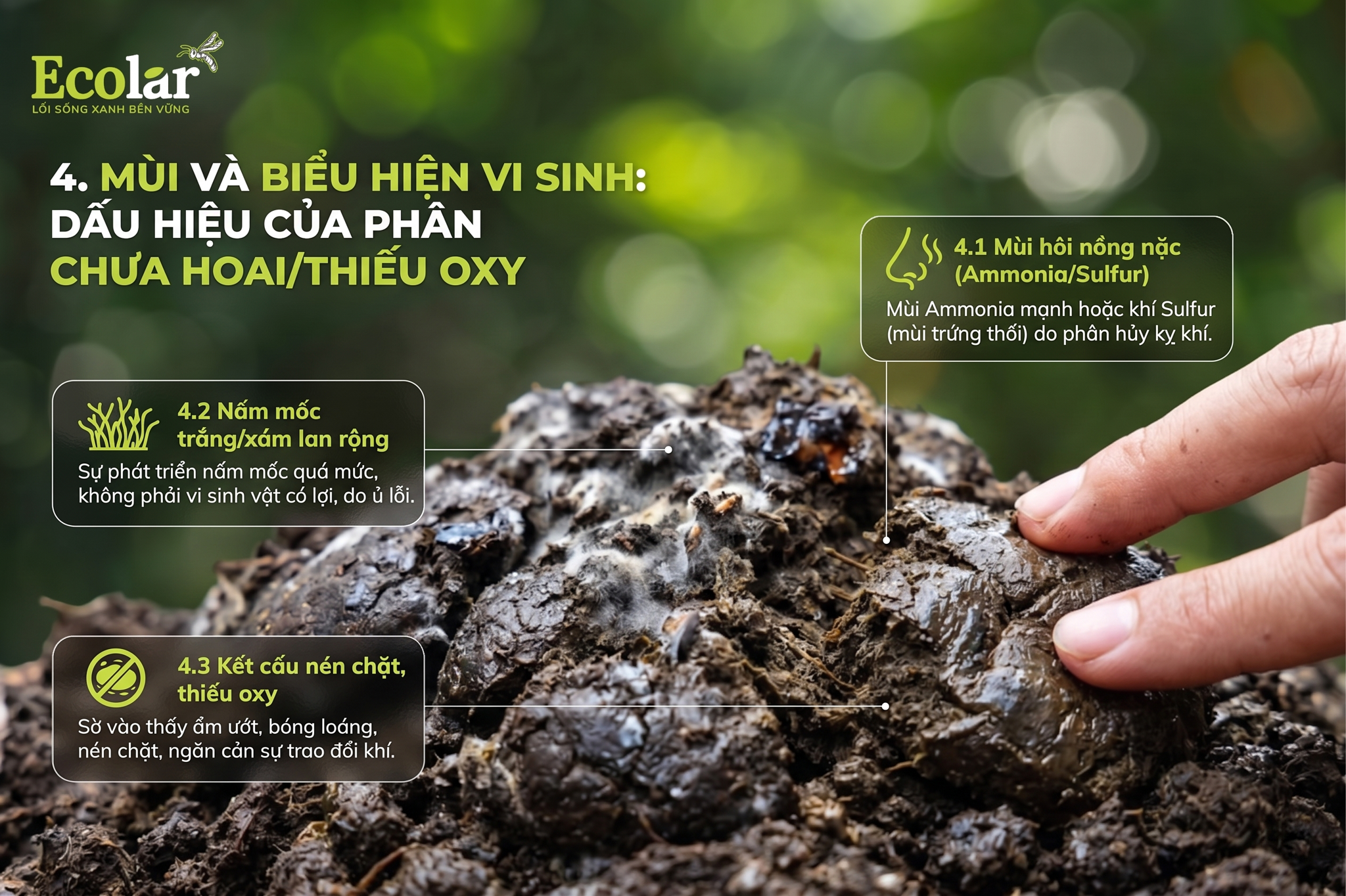 Mùi và biểu hiện vi sinh: dấu hiệu của phân chưa hoai/thiếu oxy