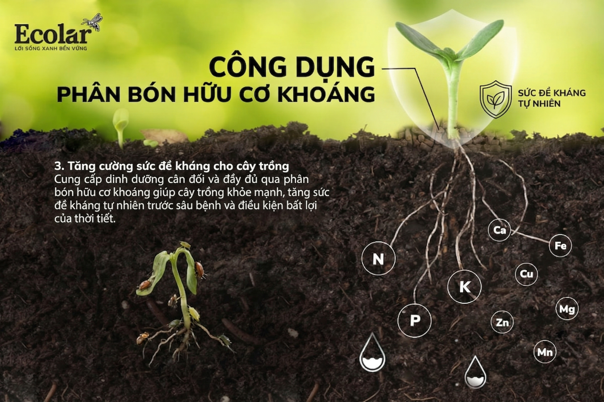Tăng cường sức đề kháng, giúp cây chống chọi sâu bệnh
