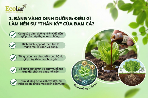 Những Lưu Ý 'Vàng' & Câu Hỏi Thường Gặp Khi Dùng Phân Đạm Cá