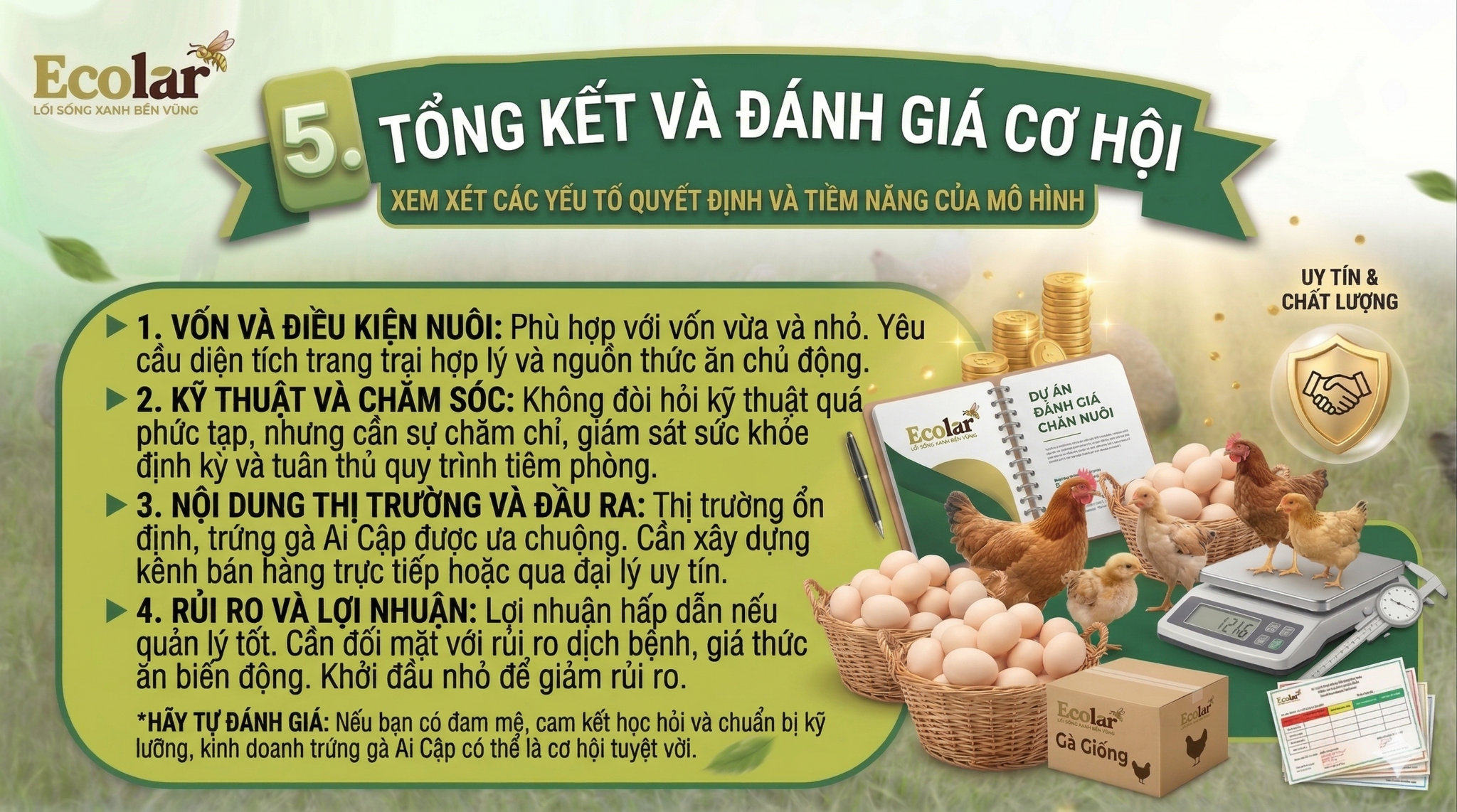 Vậy Kinh Doanh Trứng Gà Ai Cập Có Dành Cho Bạn?