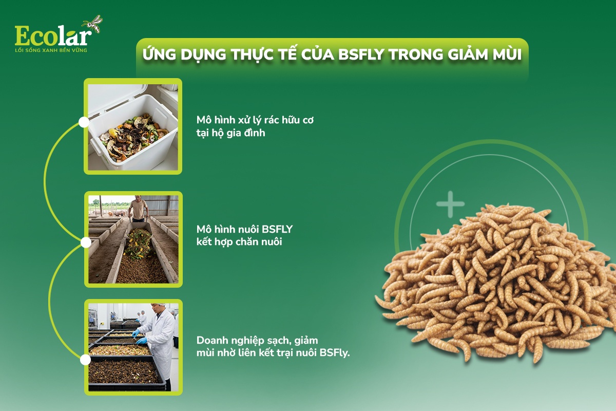 ứng dụng bsfly xử lí rác hữu cơ