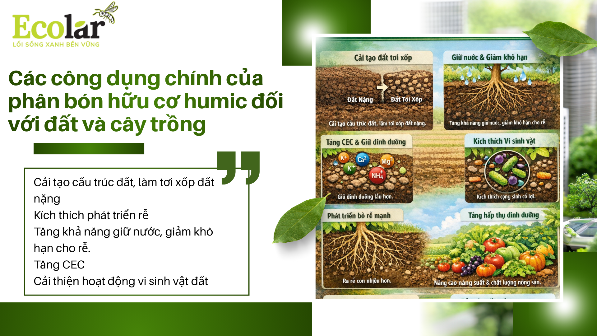 Các công dụng chính của phân bón hữu cơ humic