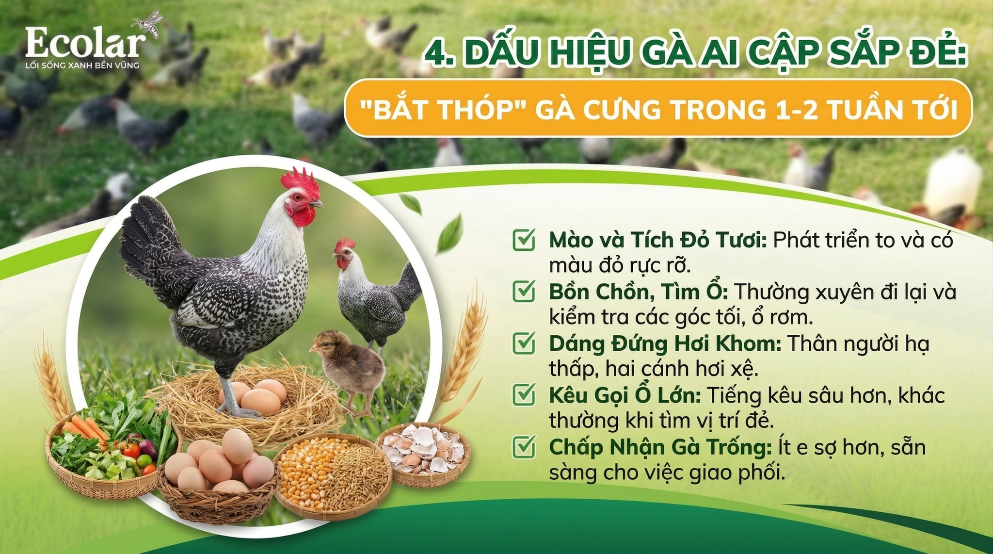 Dấu Hiệu Gà Ai Cập Sắp Đẻ: 