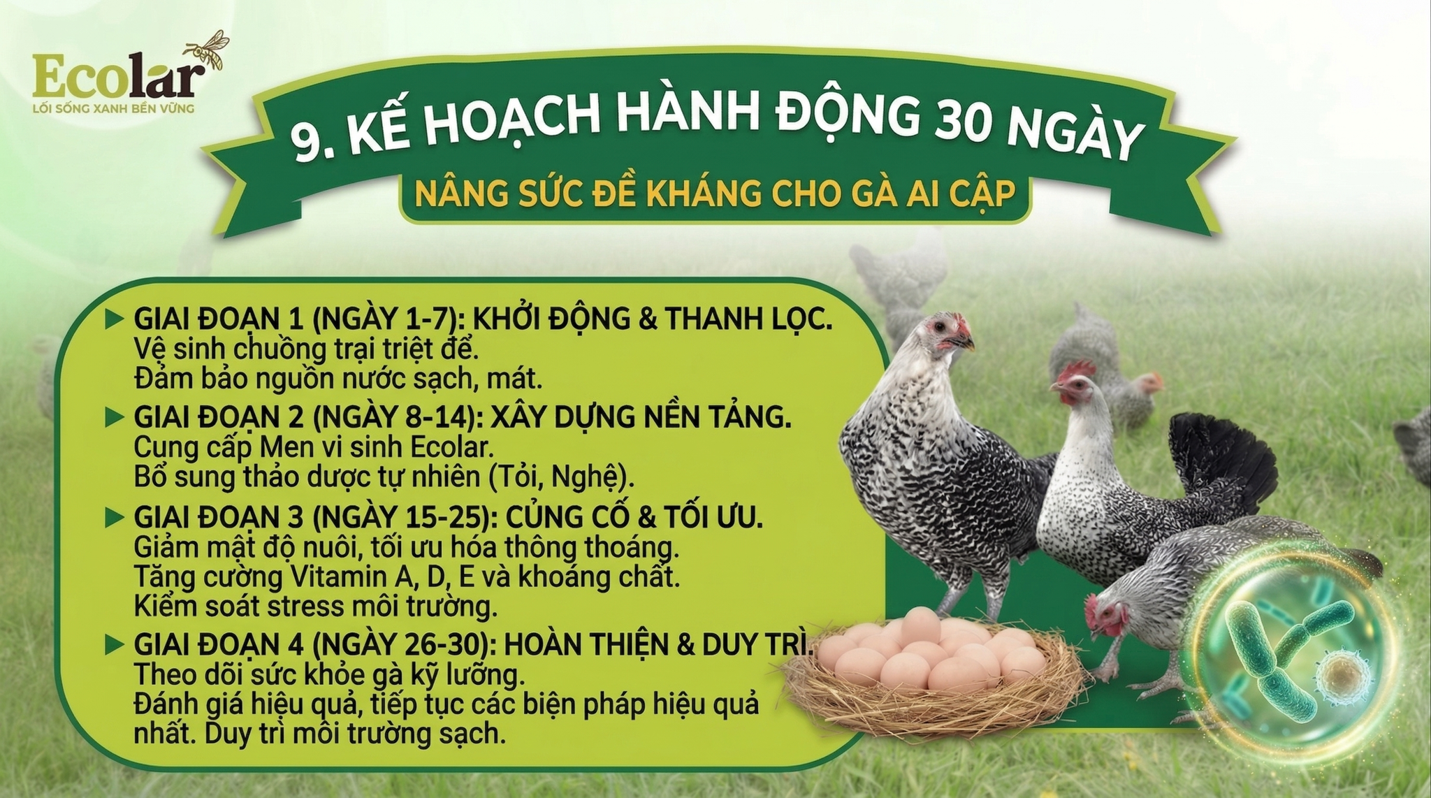e-nang-suc-de-khang-cho-dan-ga-ai-cap_de3ae995ac194599b65a0d67195ba92d.png