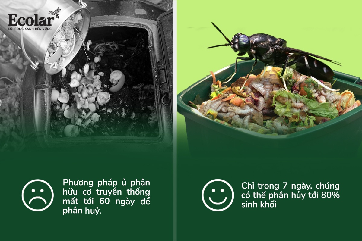 BSFly-cong-nghe-sinh-hoc-xu-ly-rac-huu-co-tien-tien