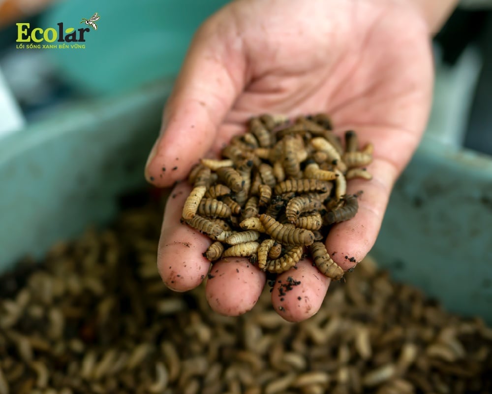Ecolar nuôi BSFly an toàn đến mức nào?