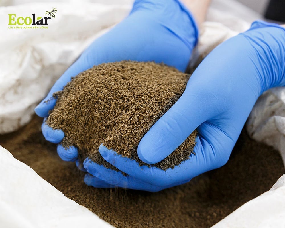 Nguồn nguyên liệu protein và chất béo cho thức ăn chăn nuôi từ ruồi lính đen