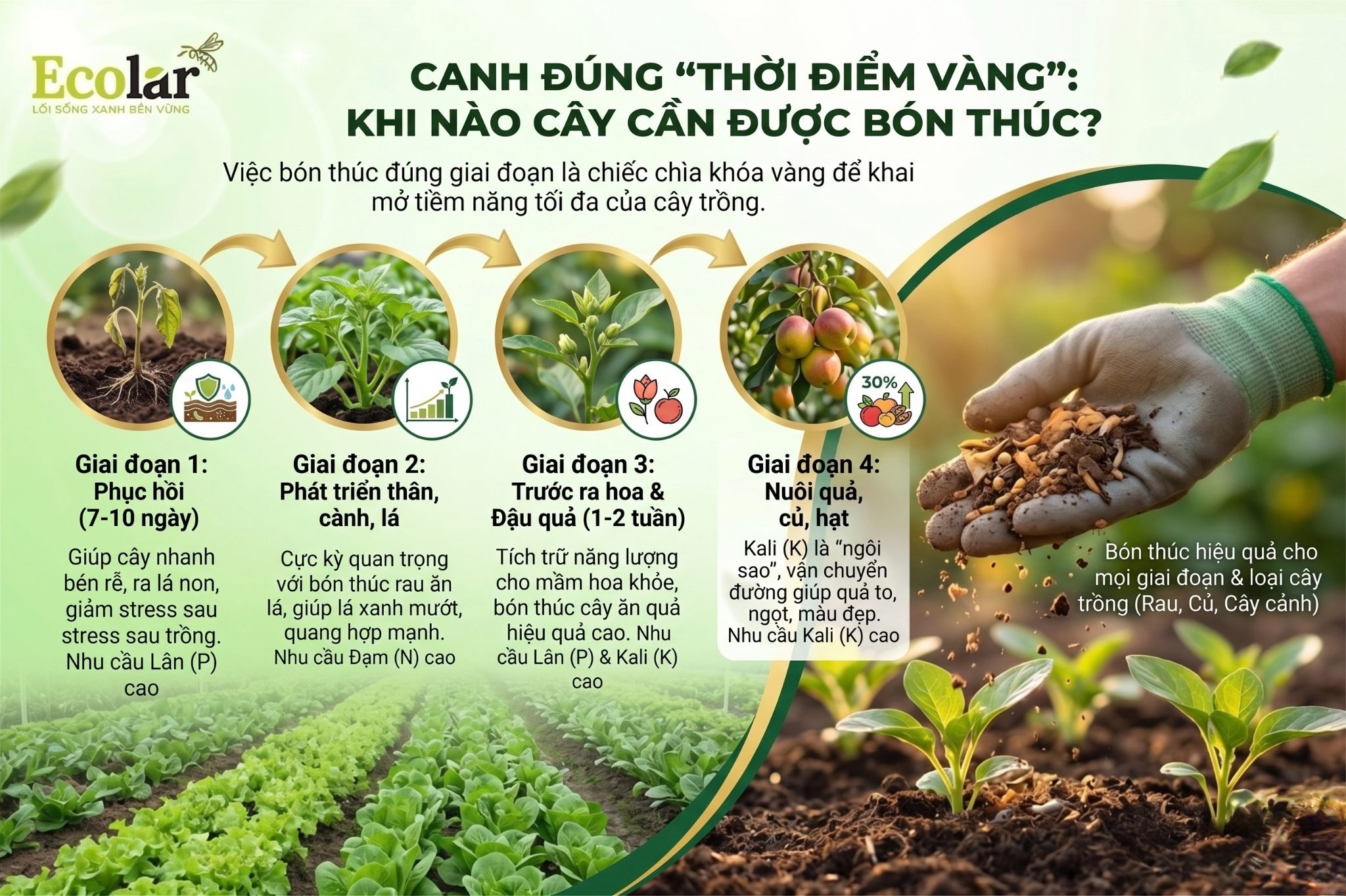 Canh Đúng 'Thời Điểm Vàng': Khi Nào Cây Cần Được Bón Thúc?