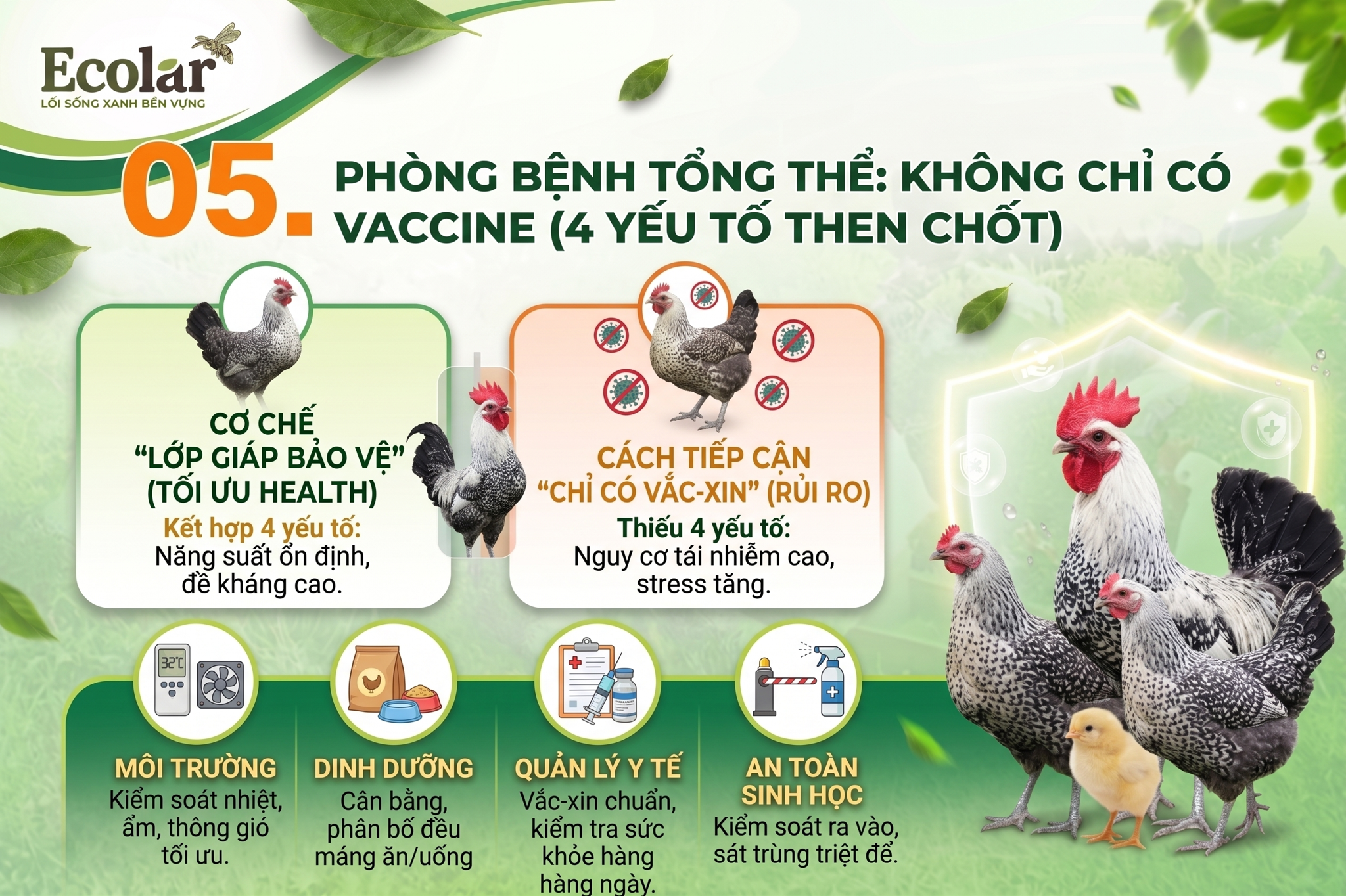 Thu Hoạch, Bảo Quản Và Tìm Đầu Ra Cho Trứng Gà