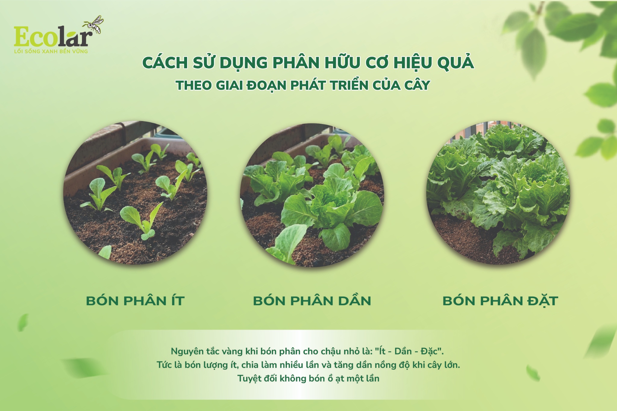 CACH-SU-DUNG-PHAN-HUU-CO-HIEU-QUA-THEO-GIAI-DOAN-PHAT-TRIEN-CUA-CAY-03-03