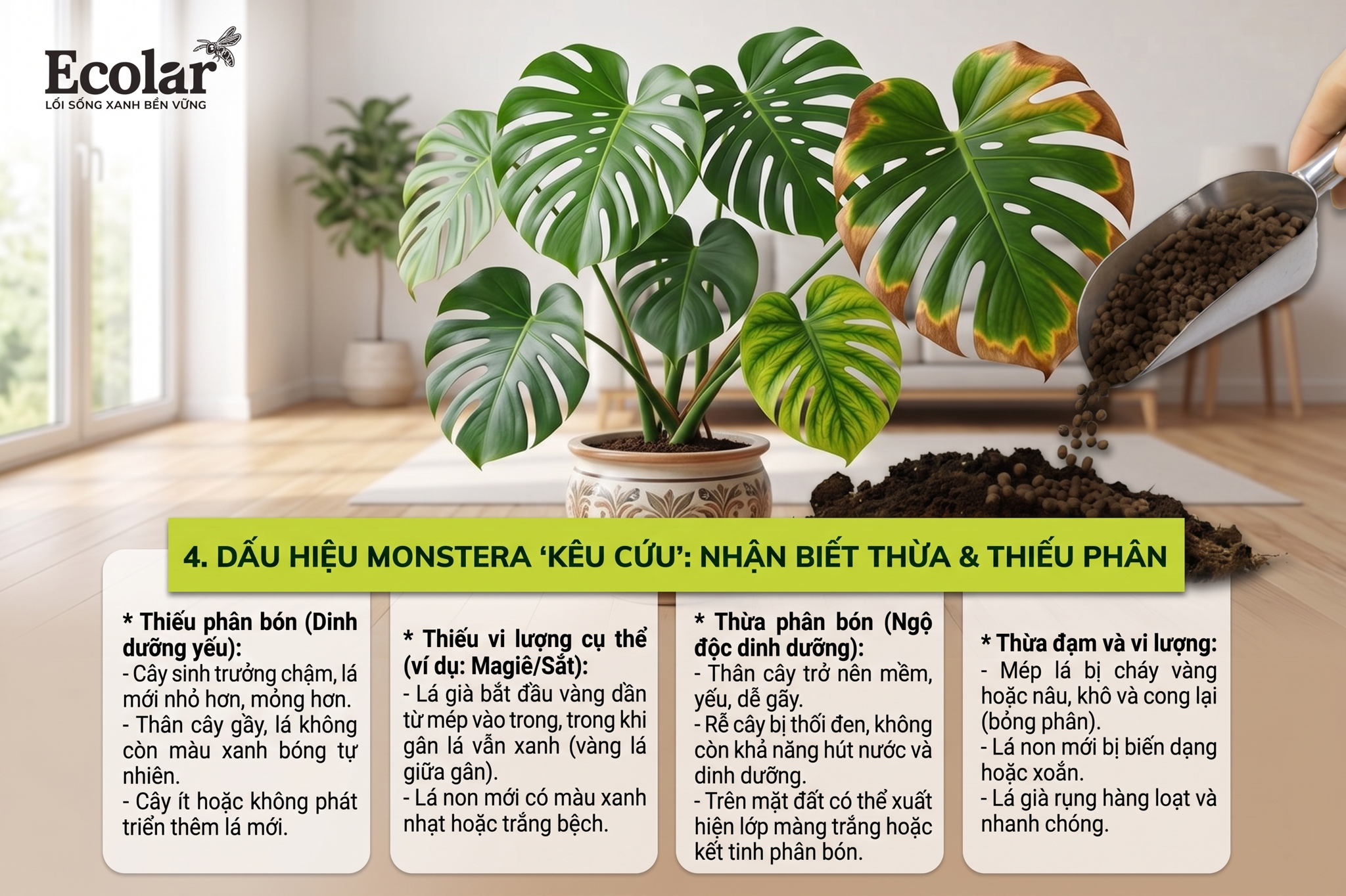 Dấu Hiệu Monstera 'Kêu Cứu': Nhận Biết Thừa & Thiếu Phân