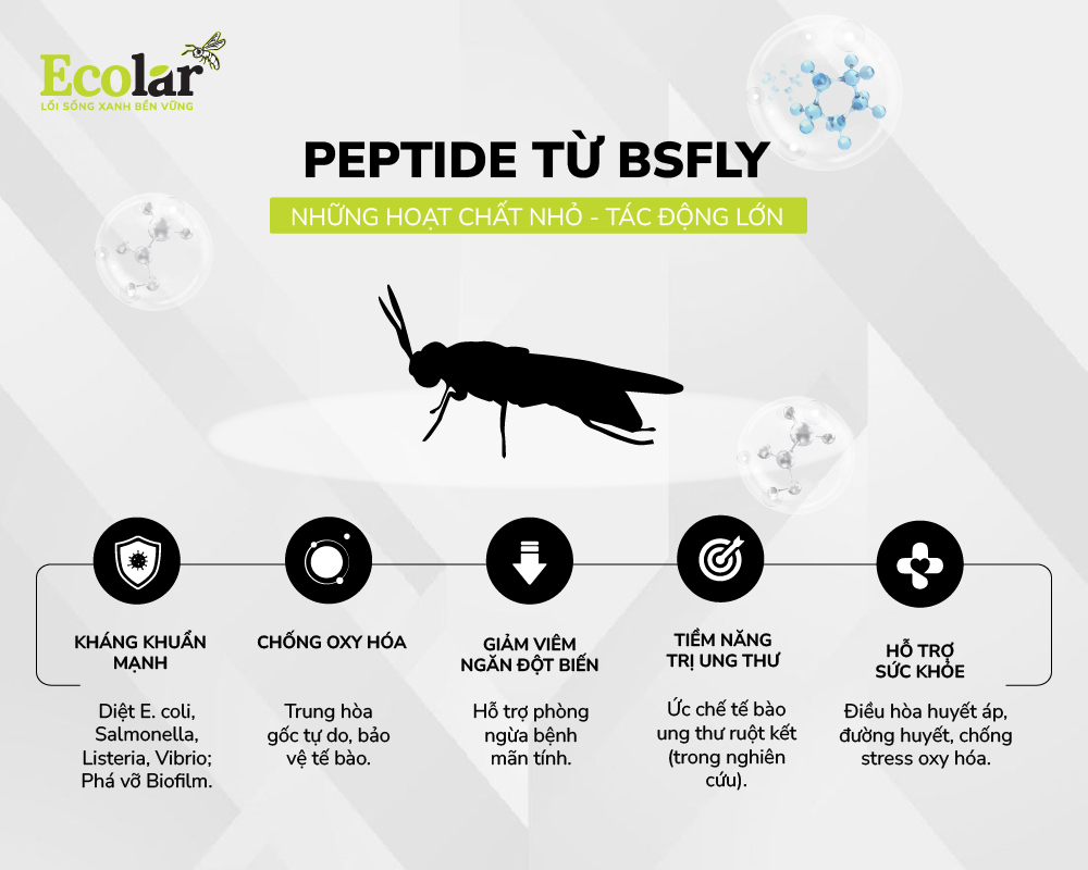 Peptide có trong BSFly – Nguồn hoạt chất sinh học từ tự nhiên