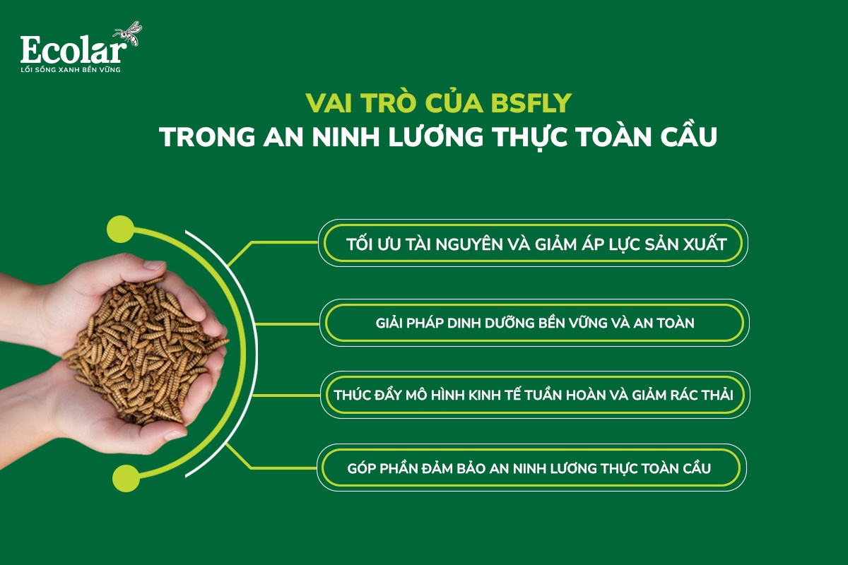 vai trò của bsfly trong an ninh lương thực