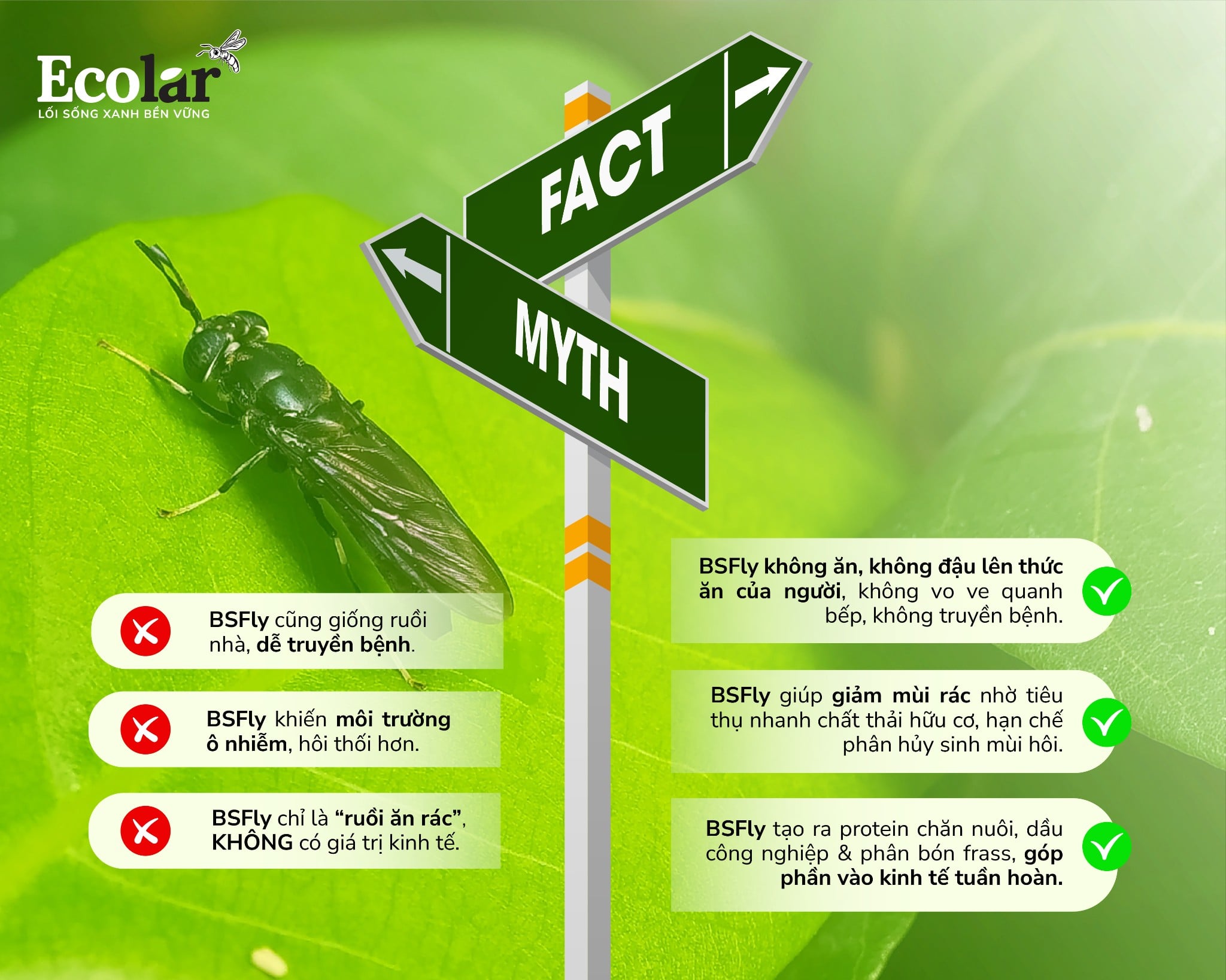 Những hiểu lầm phổ biến về BSFly