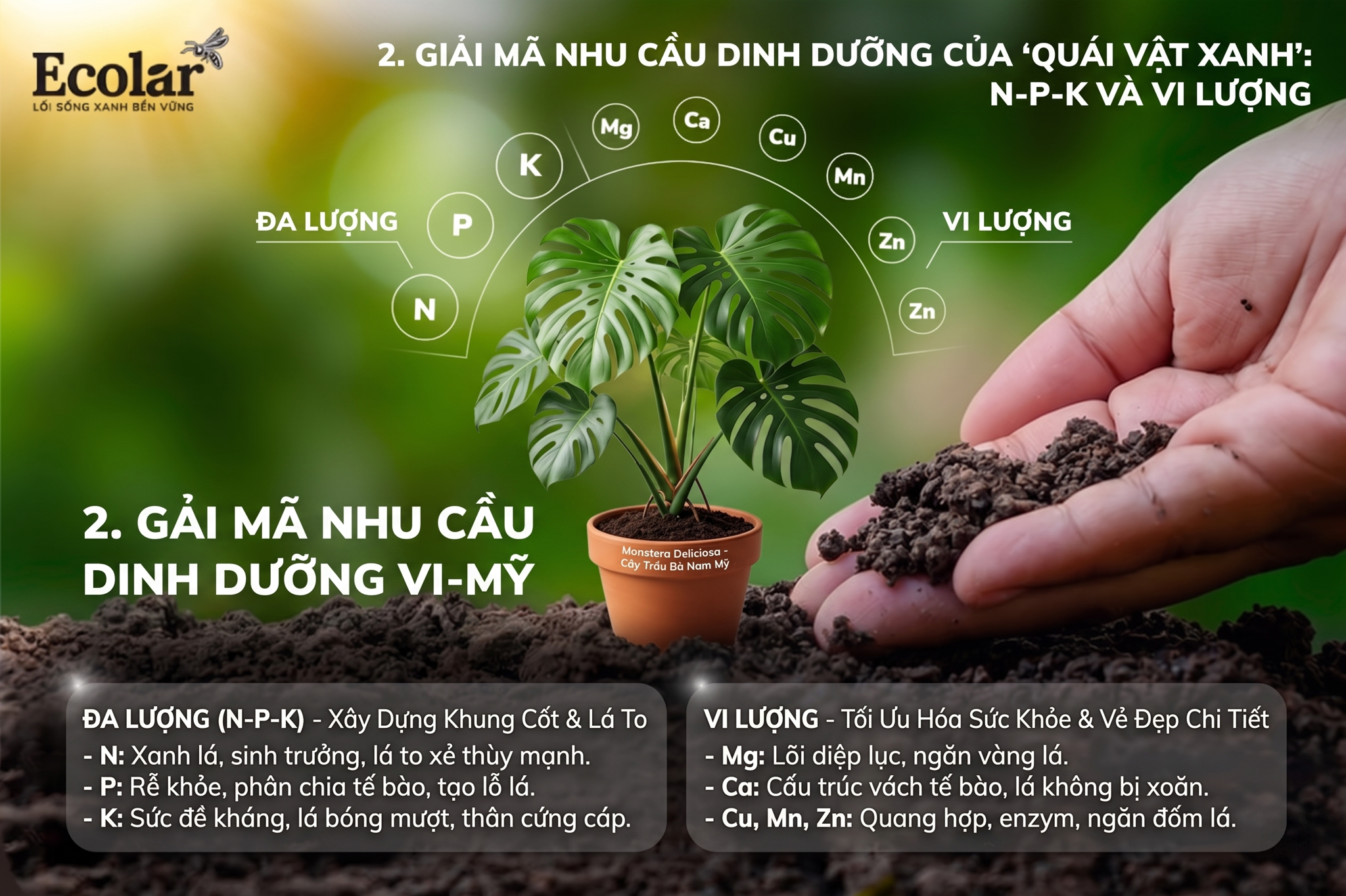 Giải Mã Nhu Cầu Dinh Dưỡng Của 'Quái Vật Xanh': N-P-K và Vi Lượng