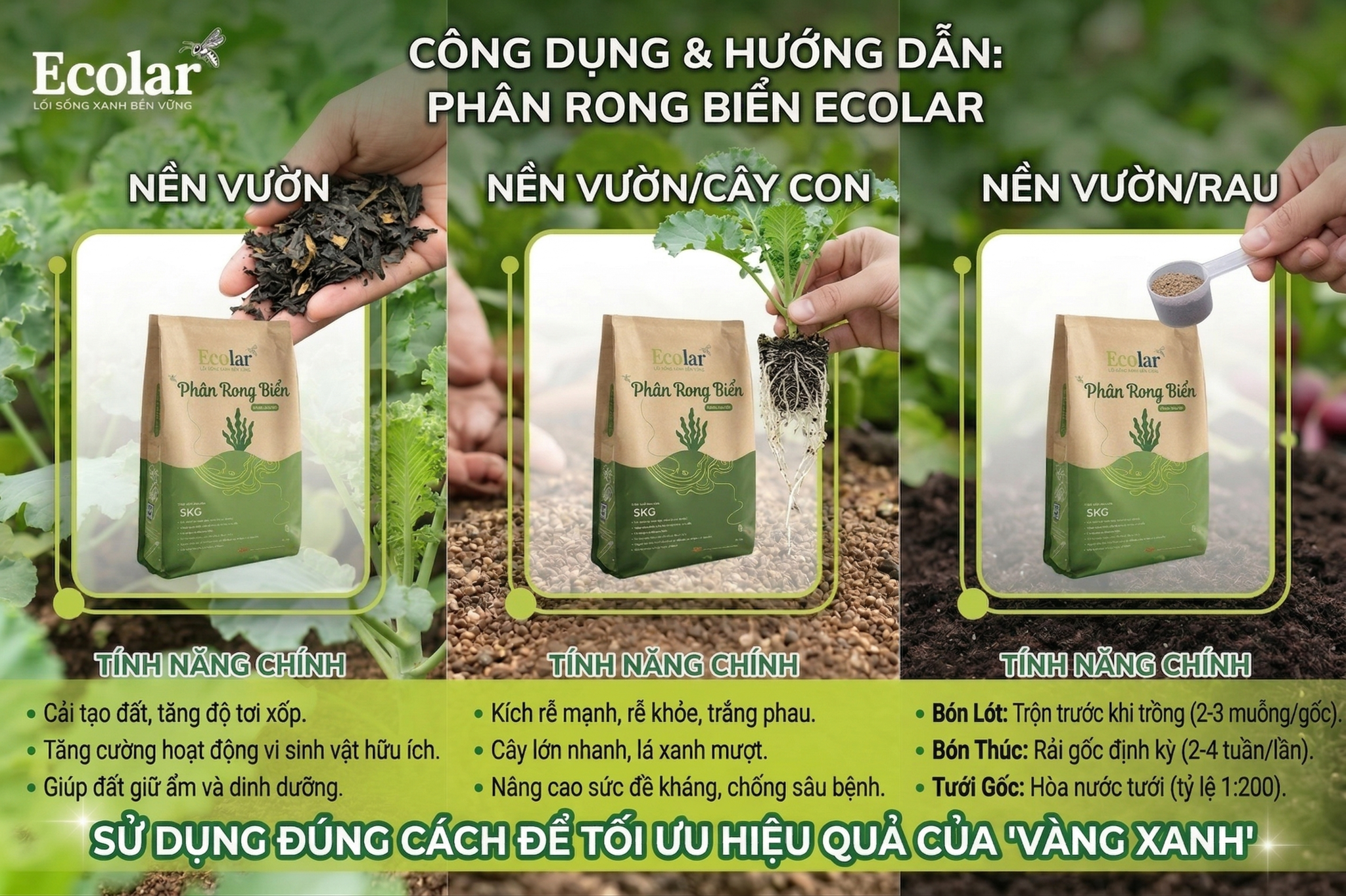 Công Dụng Đa Năng & Hướng Dẫn Sử Dụng Phân Rong Biển Hiệu Quả