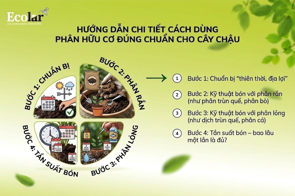 Hướng Dẫn Chi Tiết Cách Dùng Phân Hữu Cơ Đúng Chuẩn Cho Cây Chậu