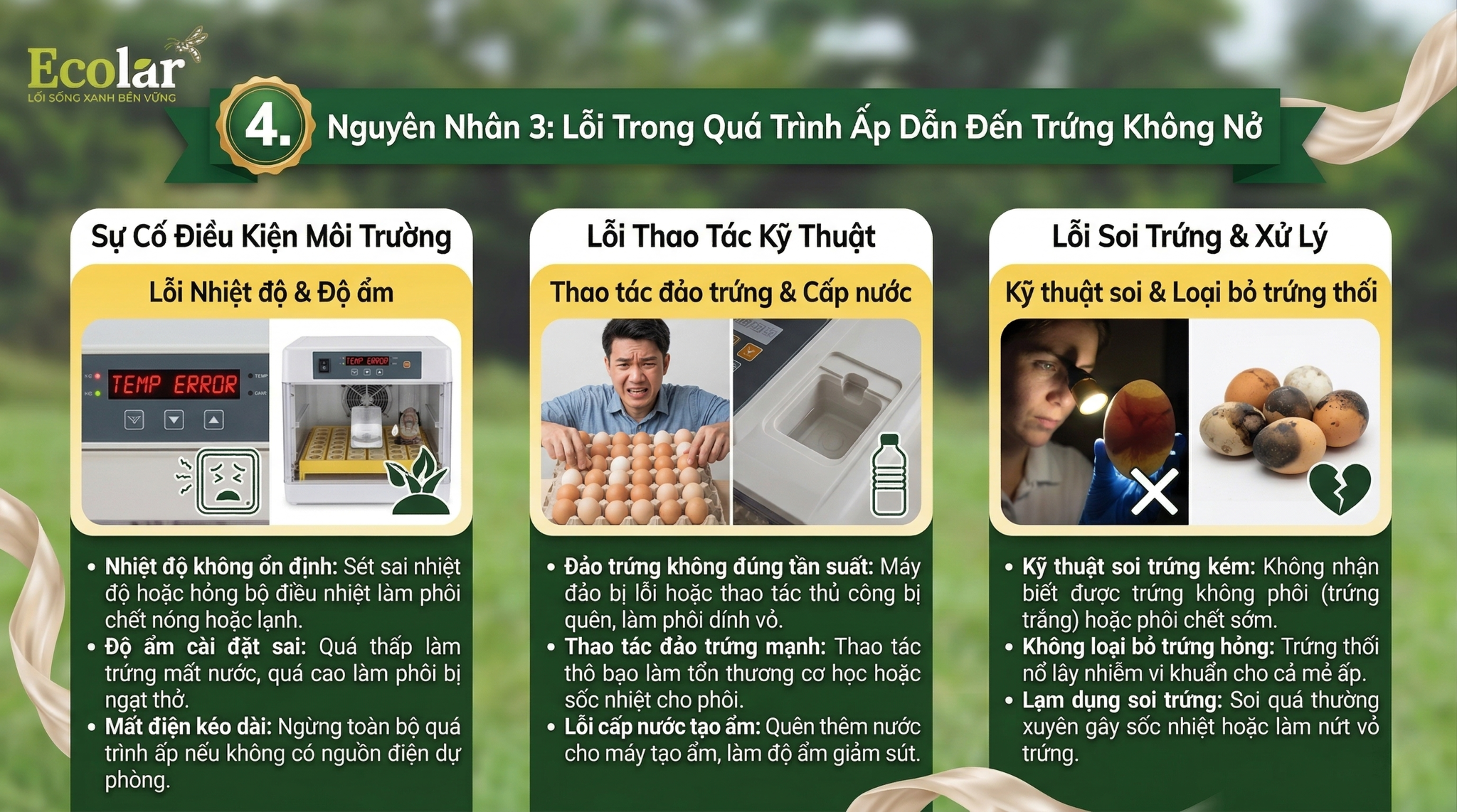 Lỗi Trong Quá Trình Ấp Dẫn Đến Trứng Không Nở
