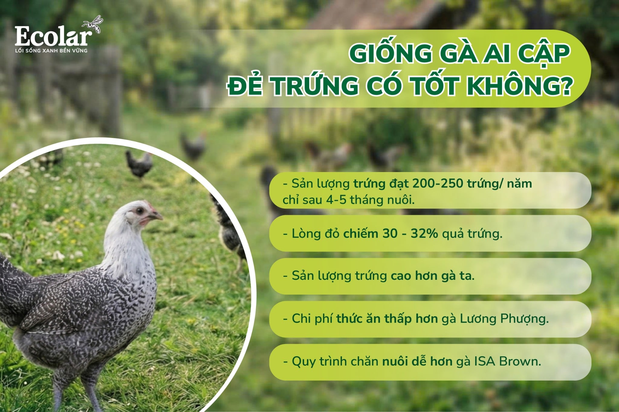 ai cập vằn