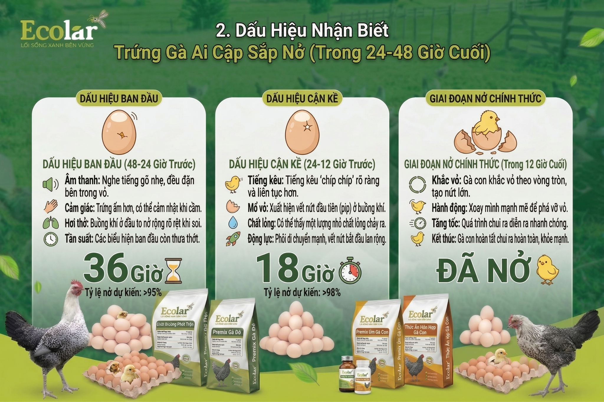 Dấu Hiệu Nhận Biết Trứng Gà Ai Cập Sắp Nở (Trong 24-48 Giờ Cuối)