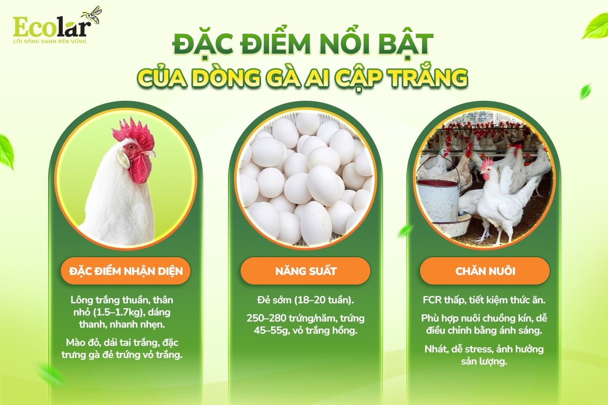 gà ai cập trắng