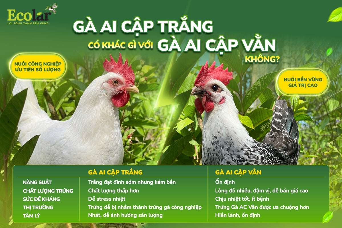 gà ai cập trắng