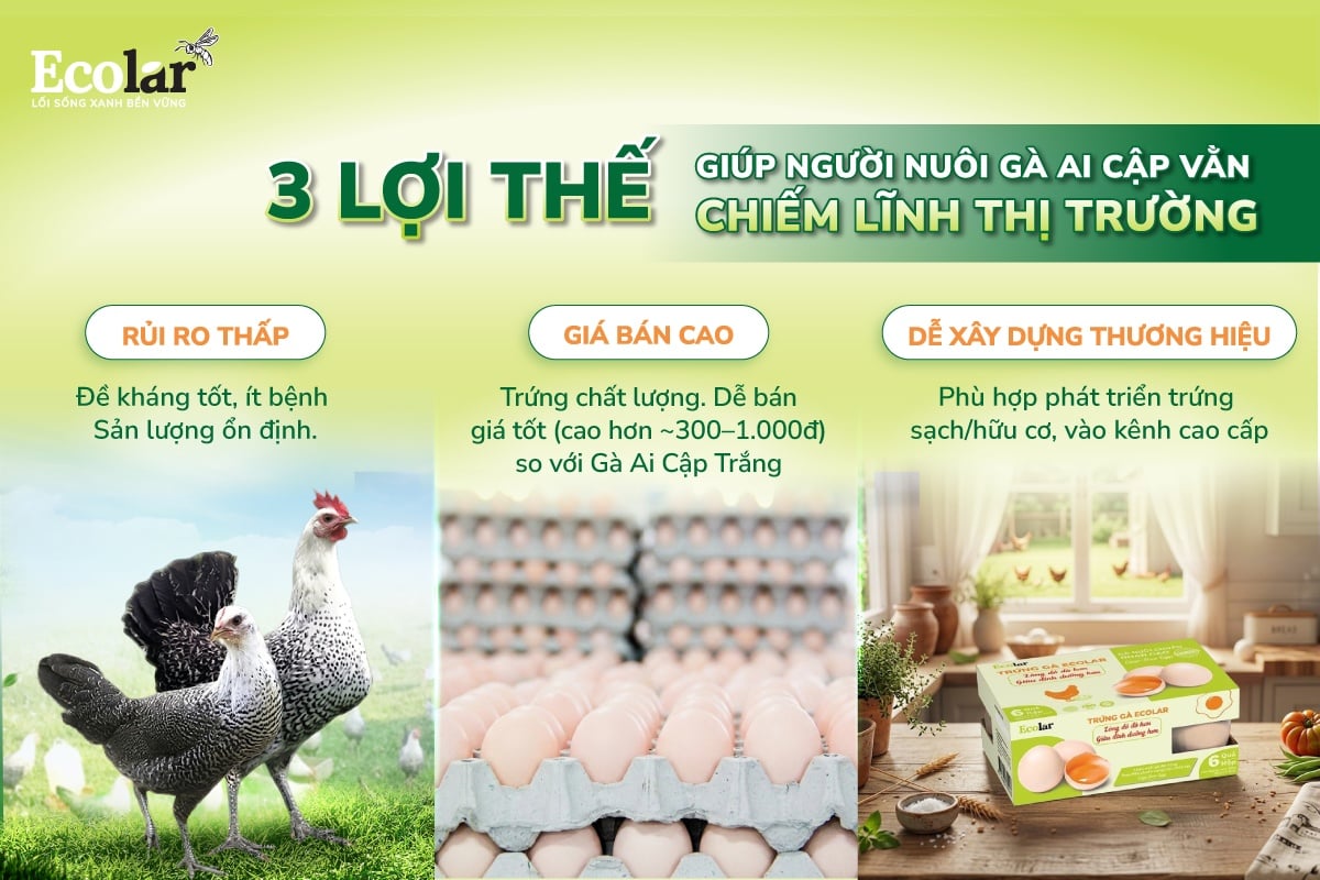 gà ai cập trắng
