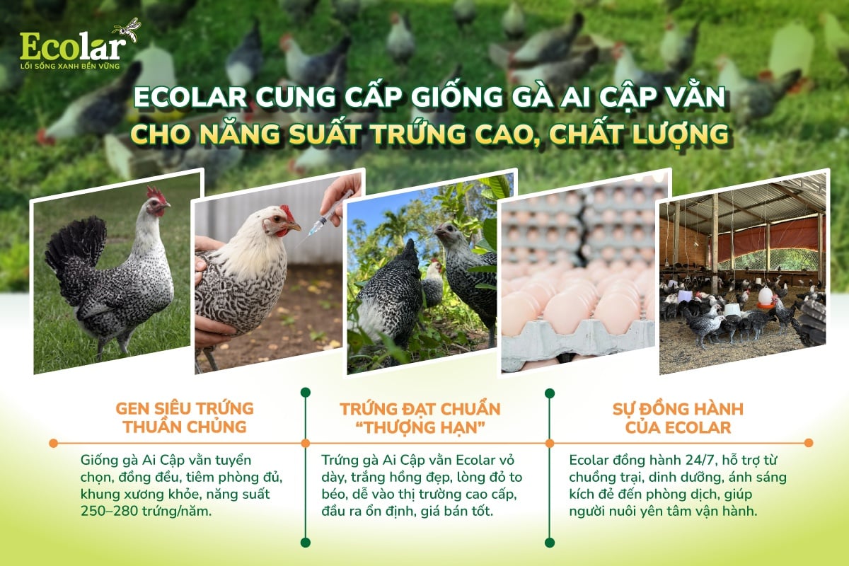 gà ai cập trắng