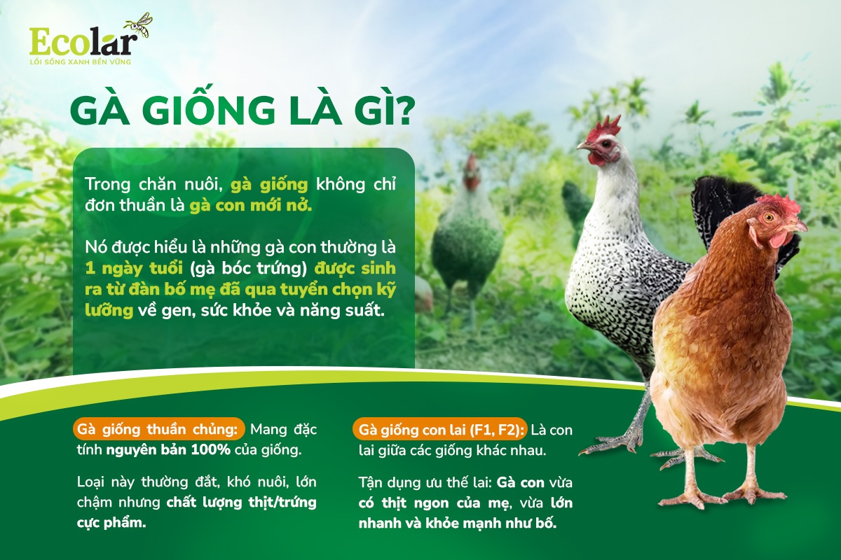 gà giống