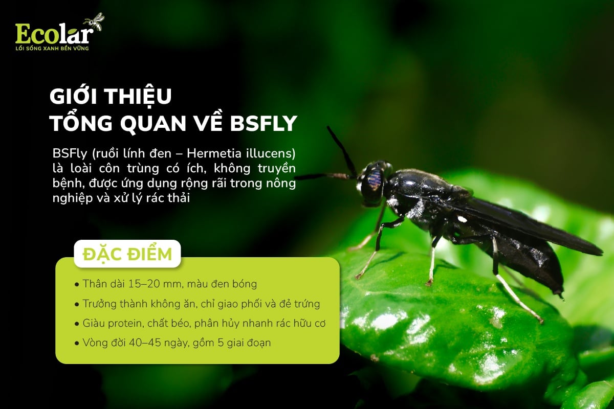 gioi-thieu-tong-quan-ve-bsfly