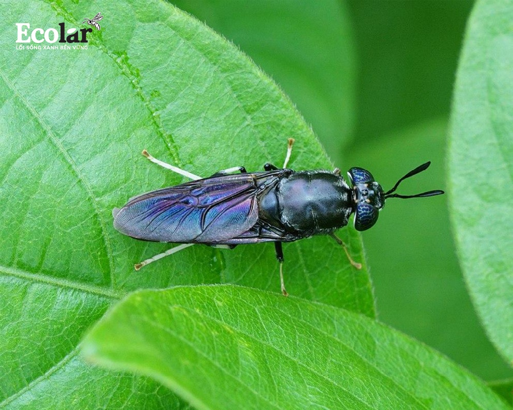 Giới thiệu về BSFly