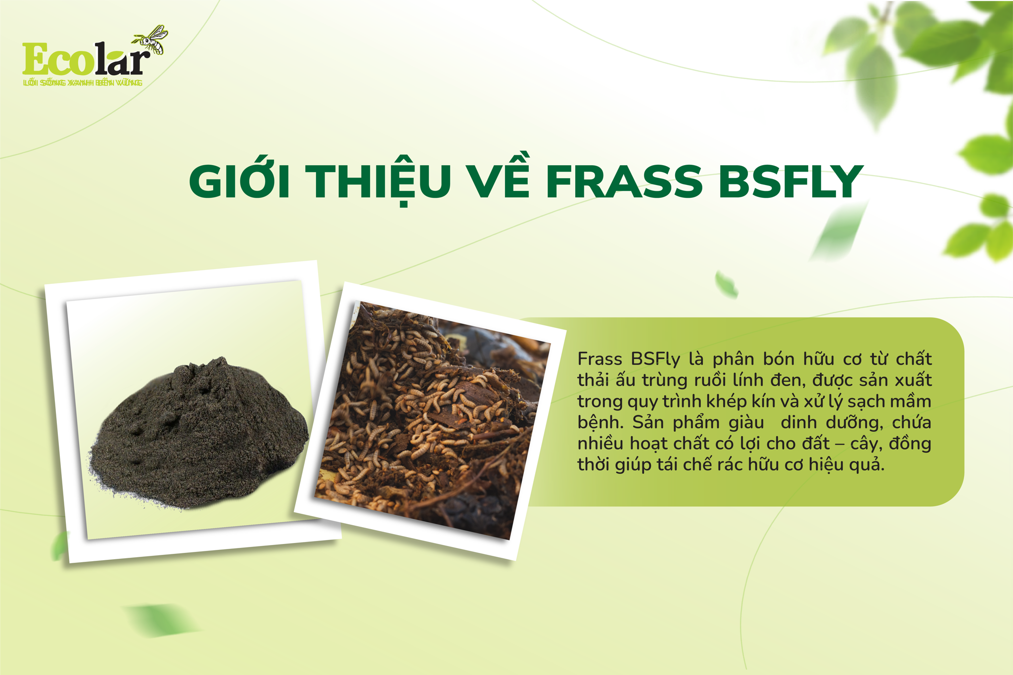 Giới thiệu frass BSFly