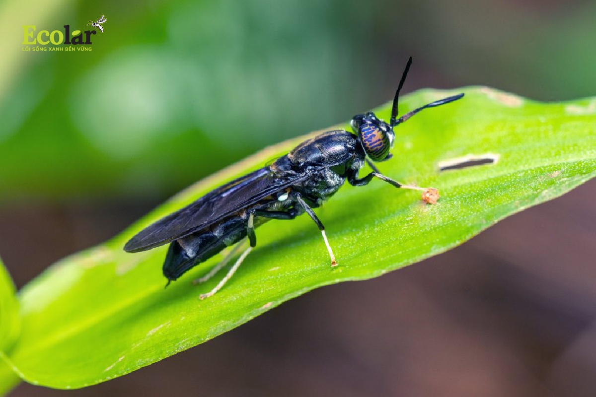 BSFly – Giới thiệu về BSFly