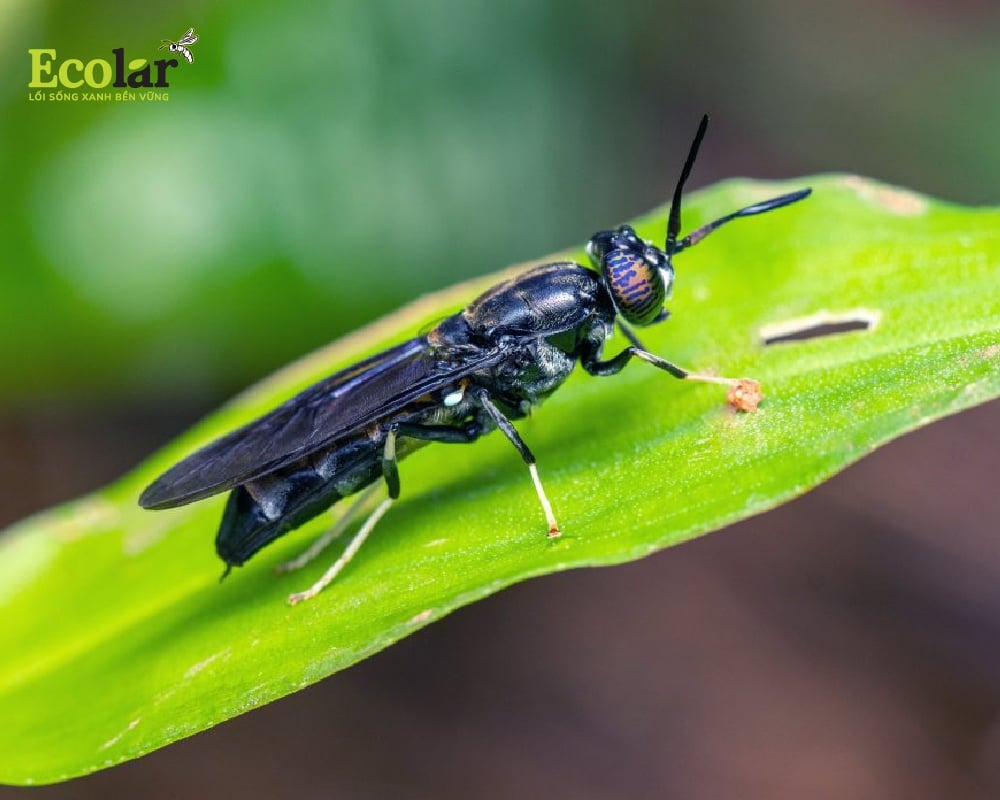 Giới thiệu về ruồi lính đen