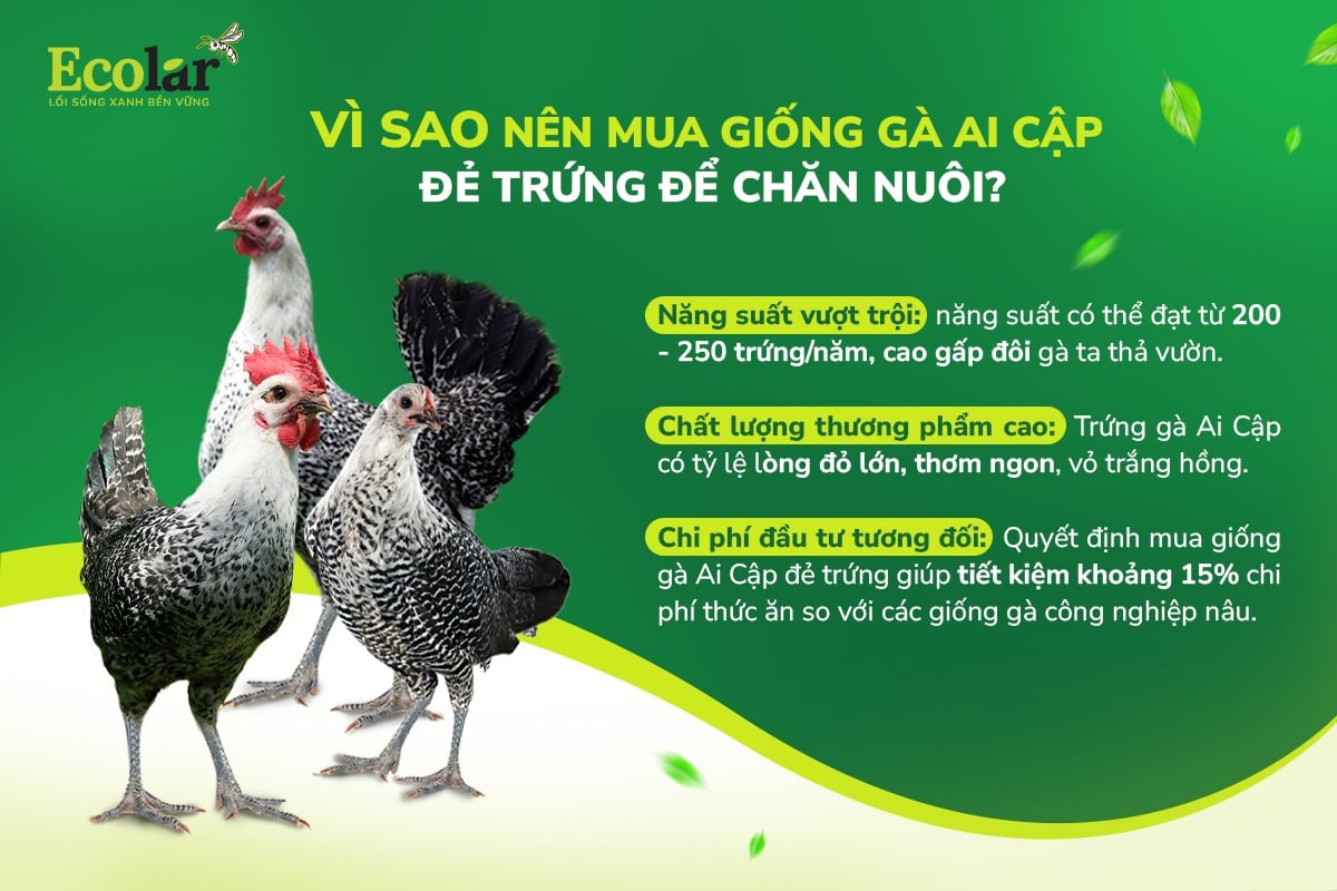 gà ai cập
