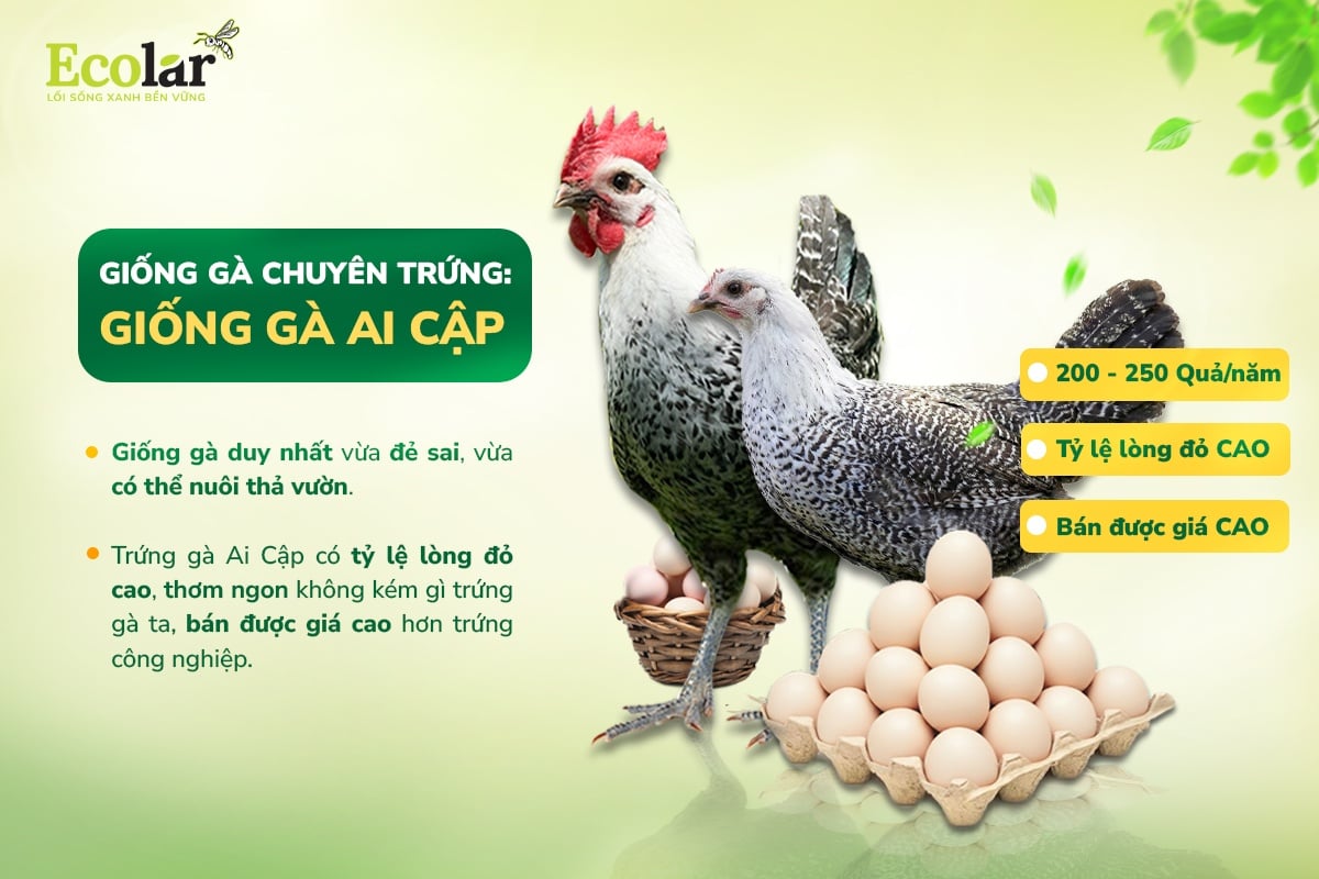 gà ai cập